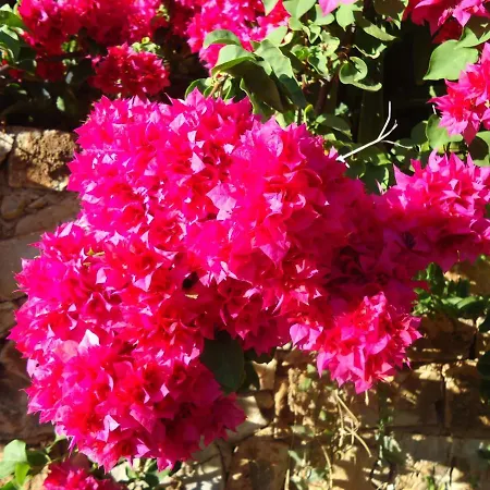 Alonissos And